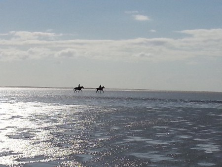 Des chevaux dans la baie du Mont.