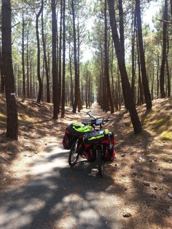 Perspective dans la pinède des Landes.