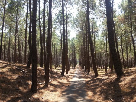 Le bonheur de rouler sous les pins.
