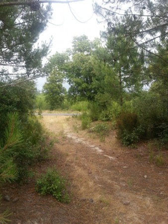 A l'écart de la route forestière, pour un camping sauvage.